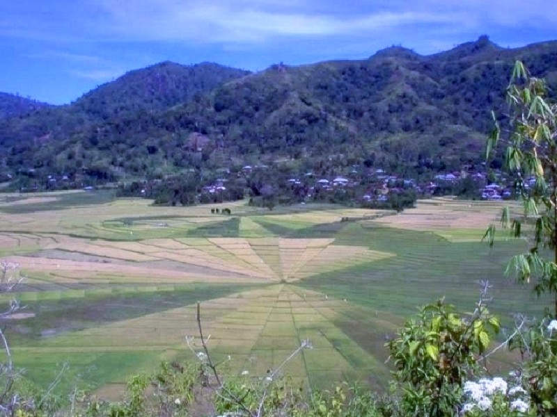 Spiderweb rice fields in Cancar, Flores