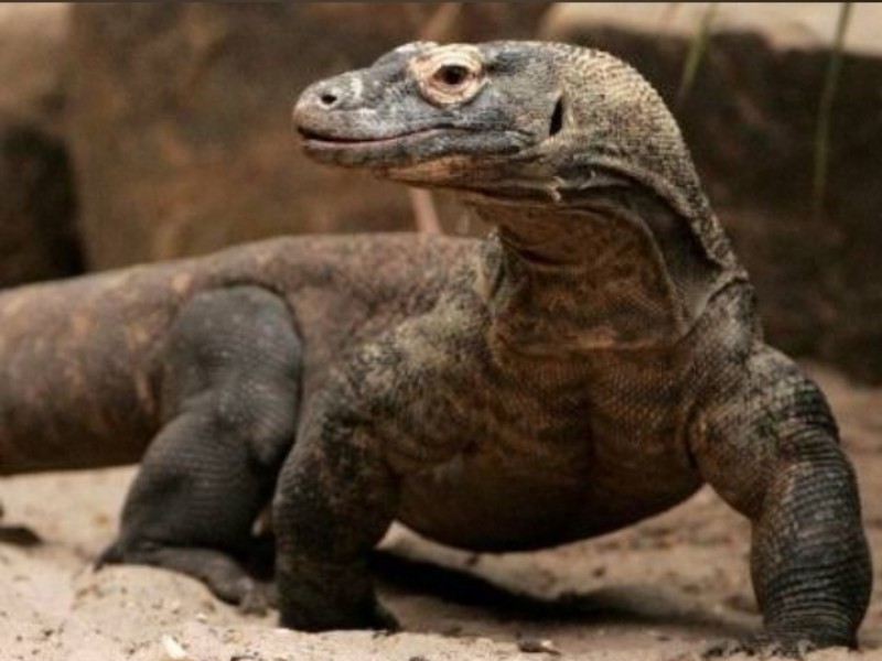 Komodo dragon in Komodo National Park, Indonesia